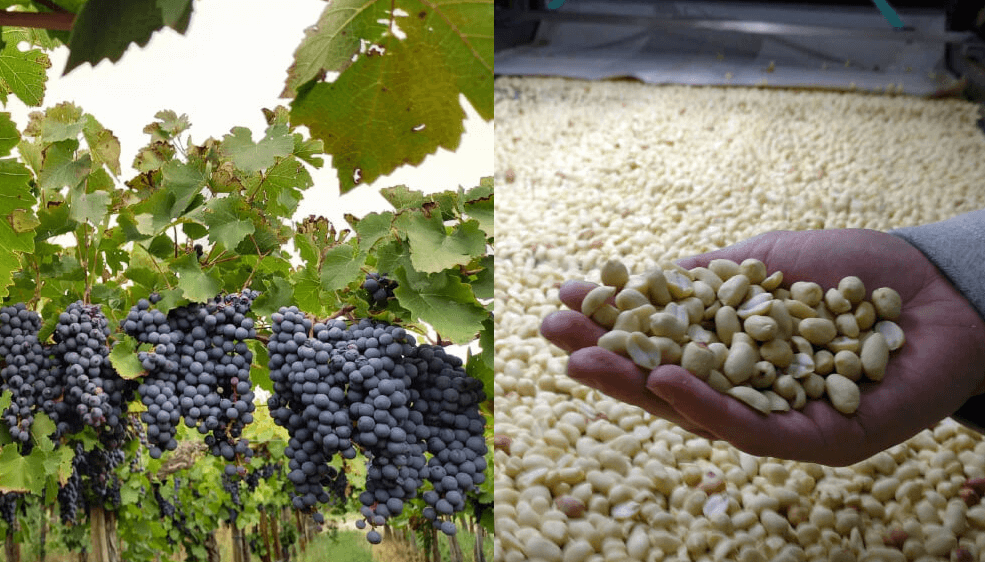El vino y el maní celebran el fin de las retenciones a las economías regionales