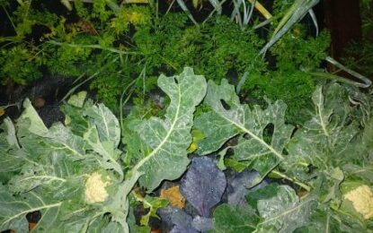 Julio, todavía fecha óptima para la huerta: qué cultivos y aromáticas se pueden sembrar en invierno