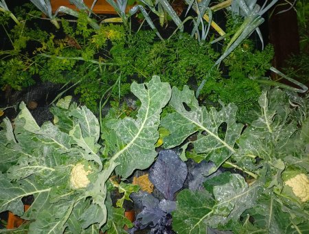 Julio, todavía fecha óptima para la huerta: qué cultivos y aromáticas se pueden sembrar en invierno