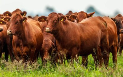 Carne libre de deforestación: “Hoy es la Unión Europea, pero mañana puede ser China”