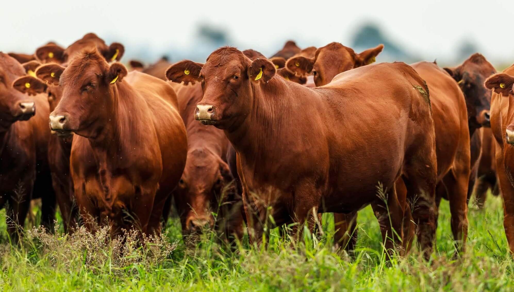 Carne libre de deforestación: “Hoy es la Unión Europea, pero mañana puede ser China”