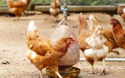 La Organización Mundial de Sanidad Animal confirmó que Argentina ya es libre de gripe aviar