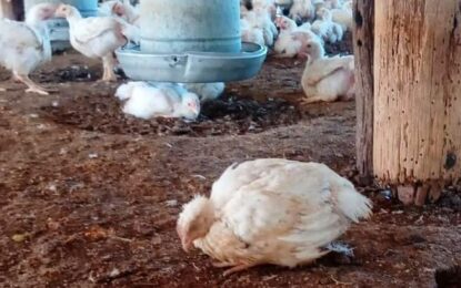 Gripe aviar: distribuyen otros $ 450 millones para productores que se vieron afectados