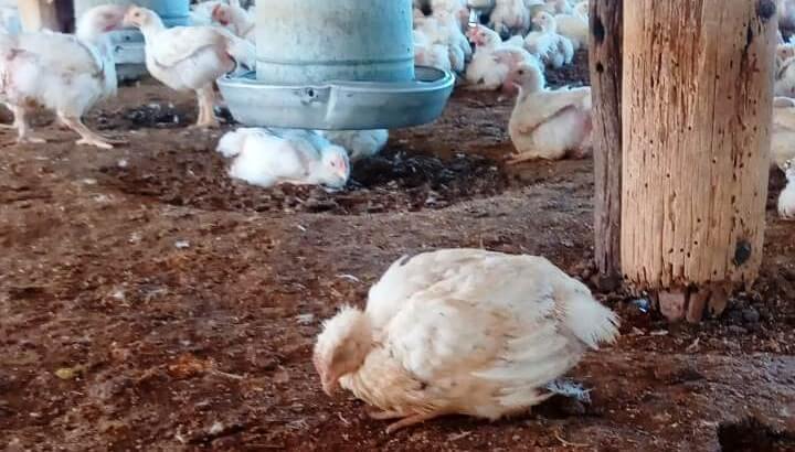 Gripe aviar: distribuyen otros $ 450 millones para productores que se vieron afectados