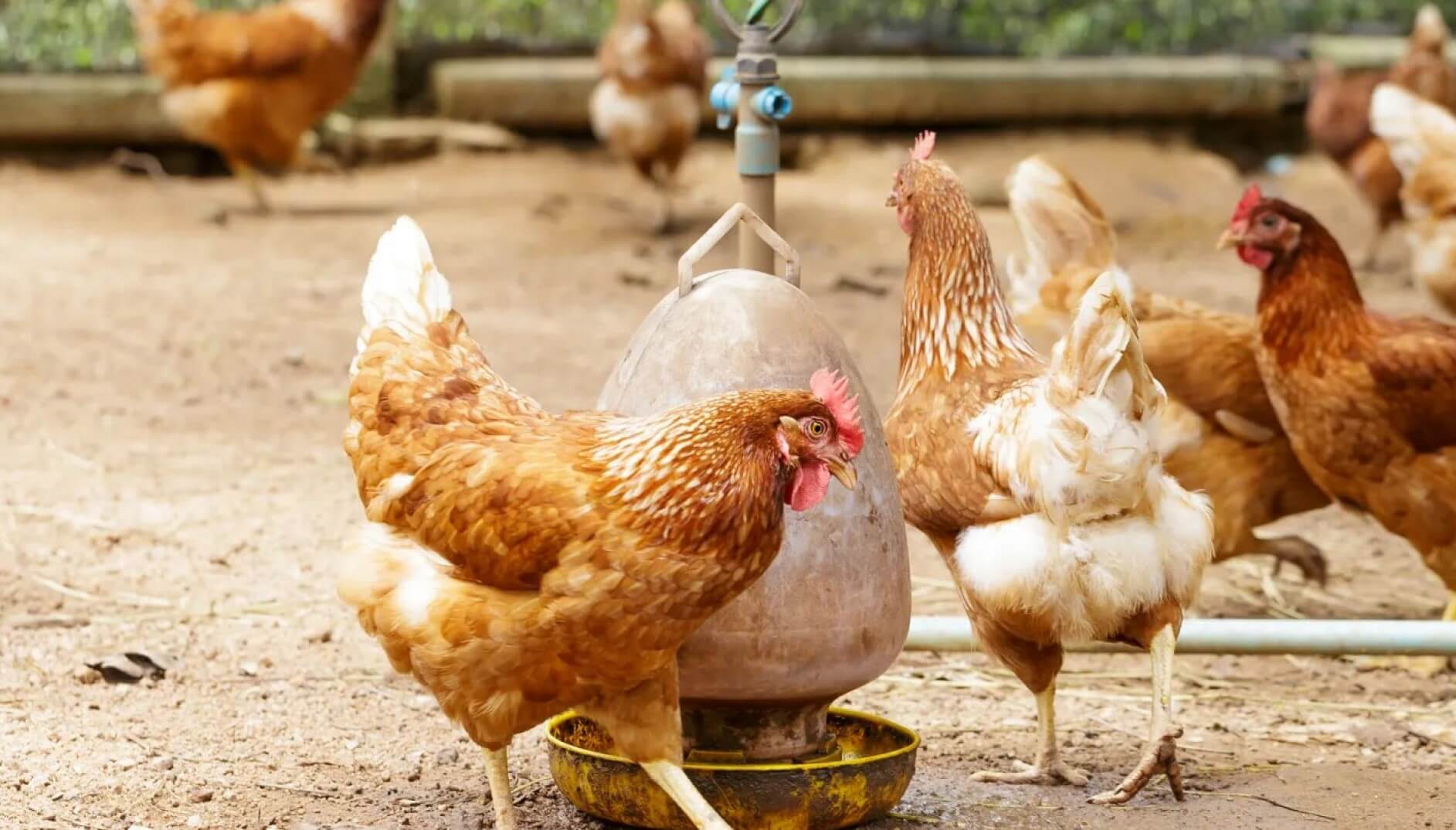 La Organización Mundial de Sanidad Animal confirmó que Argentina ya es libre de gripe aviar