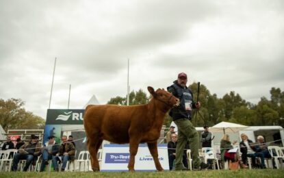 Novillos “5 estrellas”: llegan a Cañuelas los remates de Carne Angus Certificada
