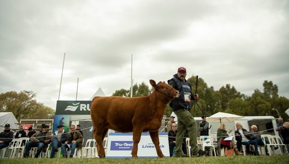Novillos “5 estrellas”: llegan a Cañuelas los remates de Carne Angus Certificada