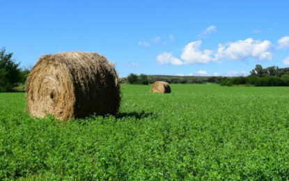 Investigan un fertilizante biológico para mejorar la productividad de la alfalfa
