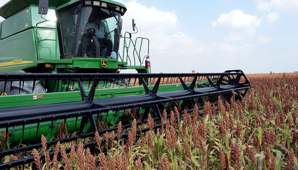 El sorgo también cerró una campaña complicada por la sequía
