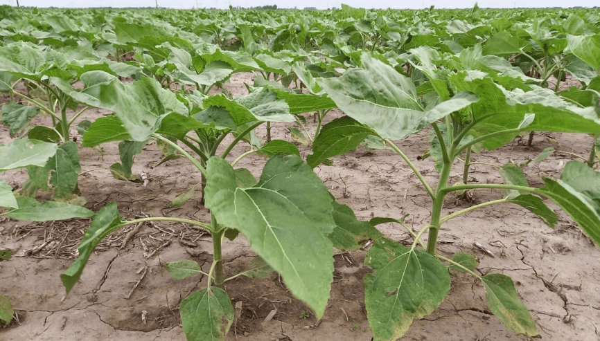 El girasol arrancó opacado por la sequía: productores resignan hectáreas y devuelven bolsas de semillas