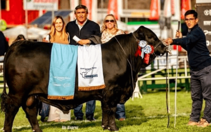 Genética de exportación: un toro que salió campeón en Uruguay tiene sangre argentina