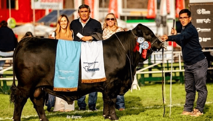 Genética de exportación: un toro que salió campeón en Uruguay tiene sangre argentina