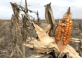 La sequía persiste y en un partido bonaerense piden declarar “desastre agropecuario y comercial”