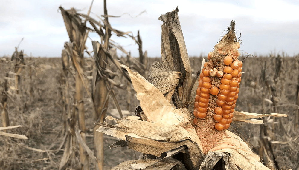La sequía persiste y en un partido bonaerense piden declarar “desastre agropecuario y comercial”