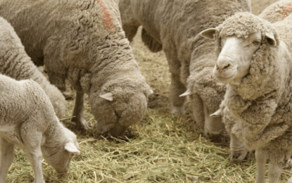 Argentina abrió un nuevo cruce exportador a Chile para ovinos y caprinos