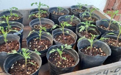 Huerta en casa: cómo sembrar y trasplantar plantines para primavera y verano