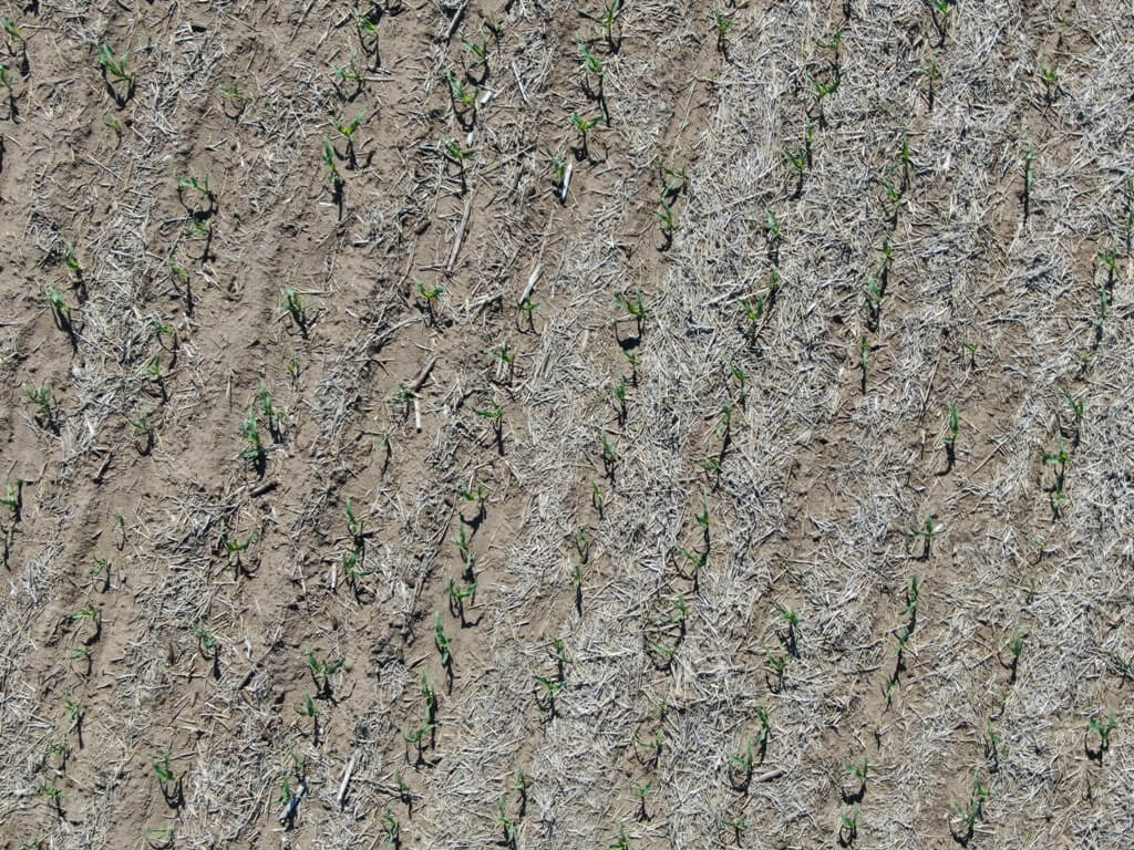 Maíz: relevó 35.000 hectáreas con drones y cuenta los secretos para potenciar los rindes desde la siembra