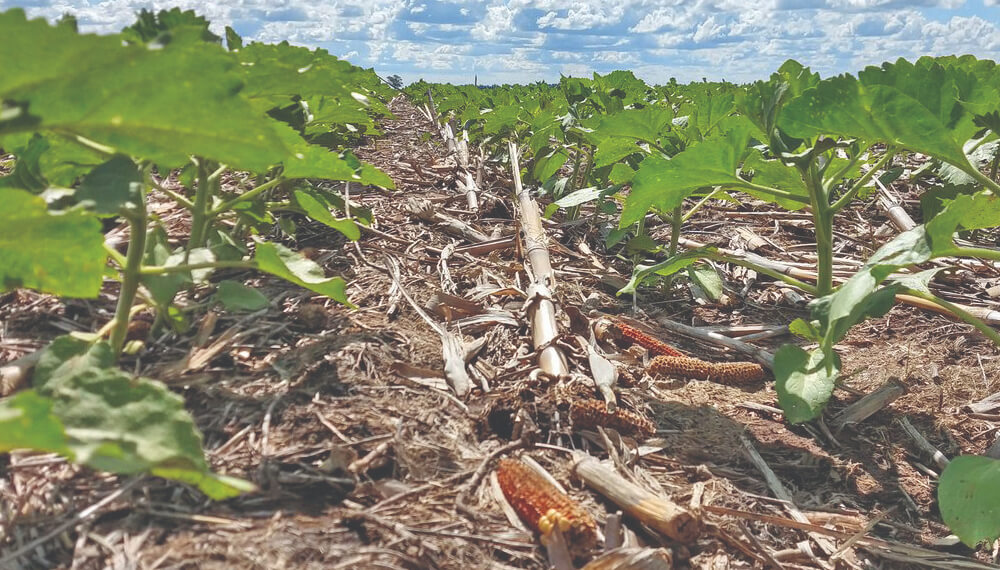 Al girasol las lluvias le llegaron tarde y achica su proyección de siembra
