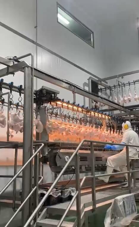 Producción avícola: un día en una planta productora de huevos y pollos híper tecnológica en Entre Ríos