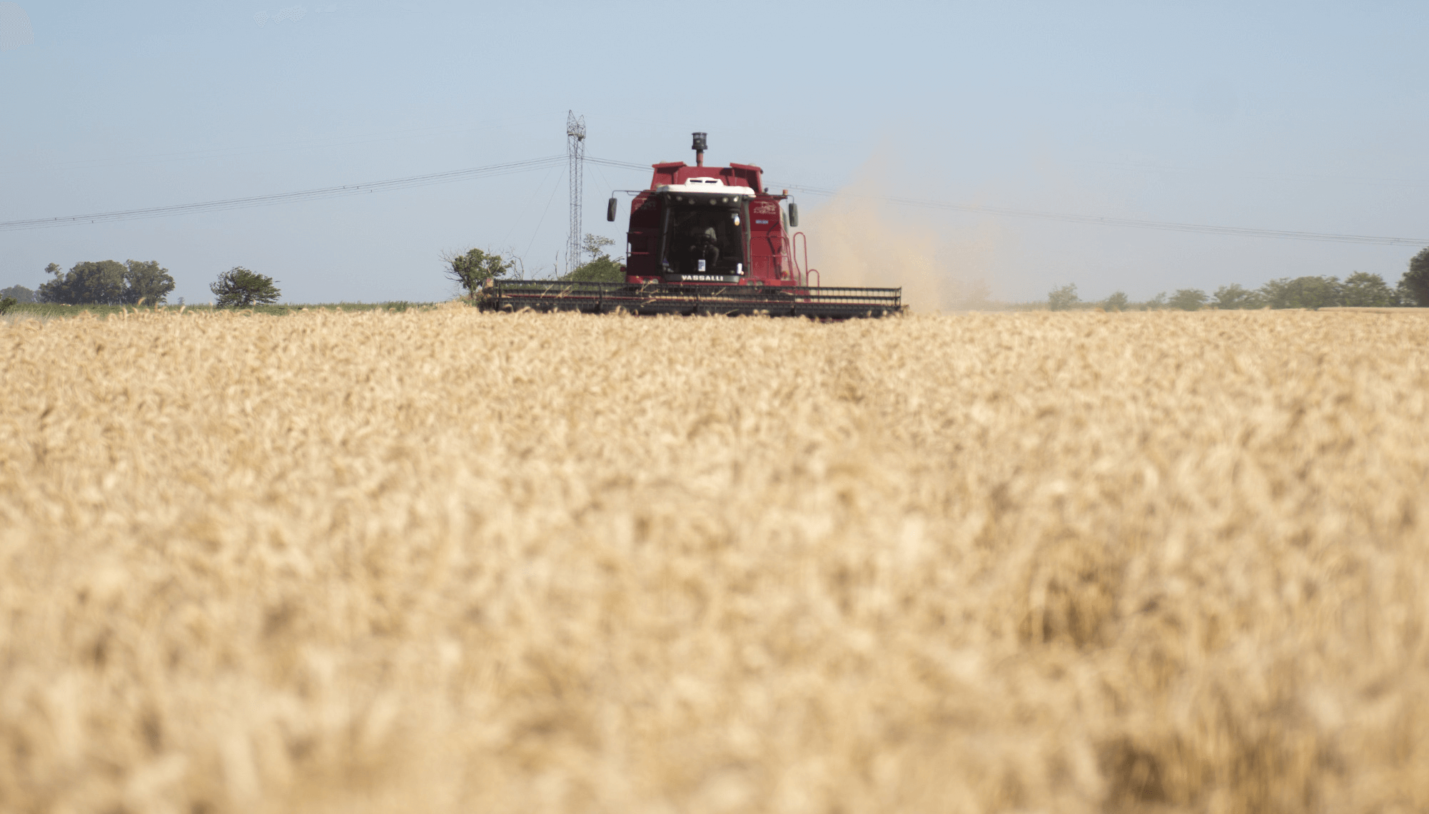 Buenas nuevas para el trigo argentino: por primera vez, podrá exportarse a China
