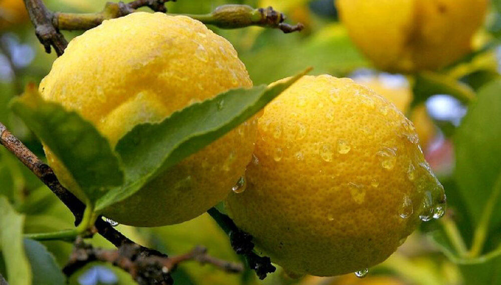 ¿Cómo está la productividad del agro argentino en relación a los países competidores?