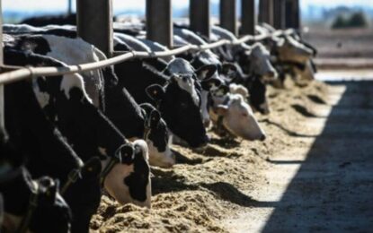 Los tambos hablan de crisis terminal: alertan que ya no pueden siquiera alimentar las vacas