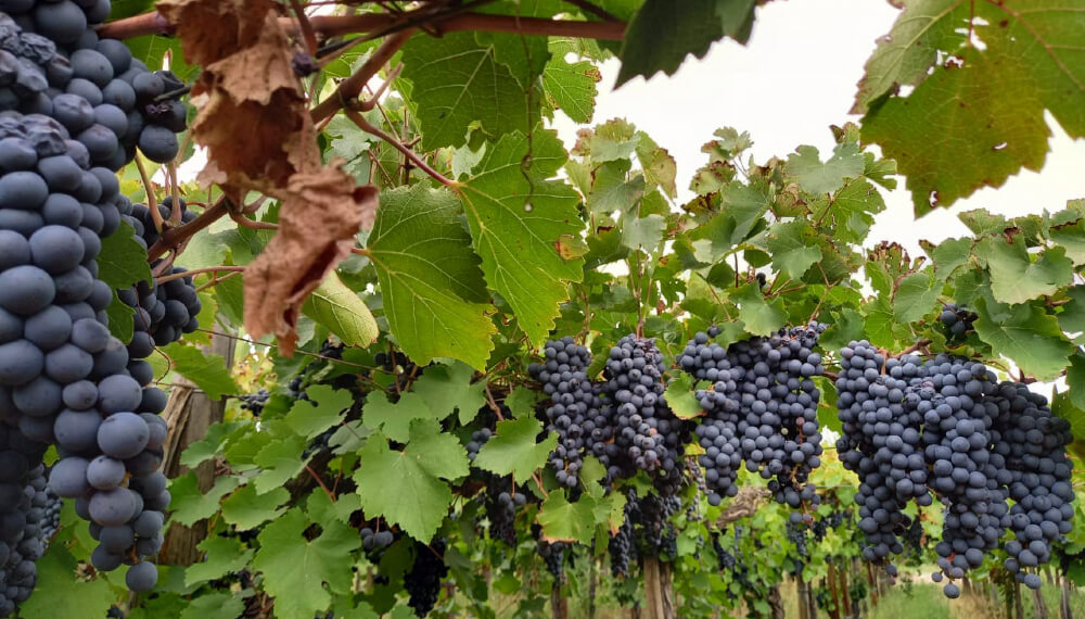¿Cuántos agregados agrícolas necesita Argentina?: exportadores piden “duplicarlos y sumar destinos”