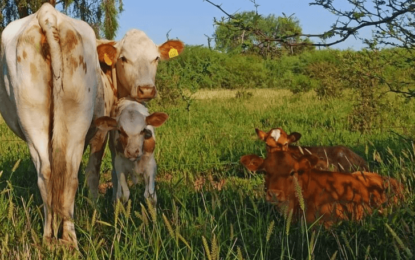 Eficiencia reproductiva: cómo obtener un ternero por vaca al año en zonas áridas y semiáridas