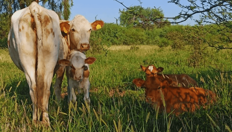 Eficiencia reproductiva: cómo obtener un ternero por vaca al año en zonas áridas y semiáridas