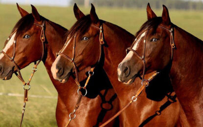 Encefalomielitis equina: el Senasa declaró la emergencia sanitaria nacional