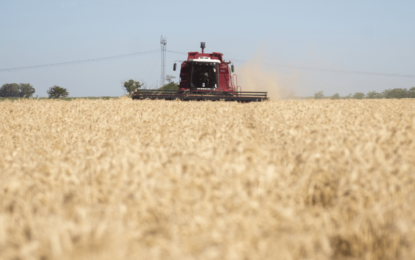 Sin trigo: una de las principales provincias productoras deberá “importarlo” por segundo año consecutivo