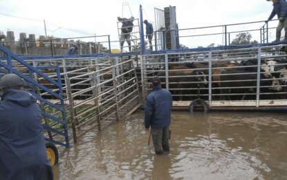 Inundaciones en el Litoral: las recomendaciones de Senasa para el manejo del rodeo vacuno