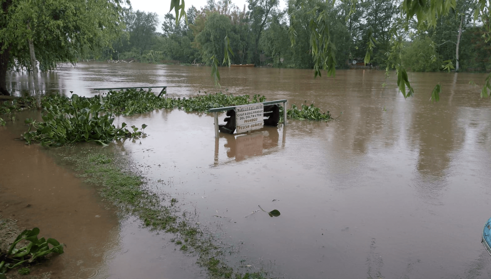 Inundaciones: piden medidas de emergencia para rescatar miles de cabezas de ganado en Entre Ríos