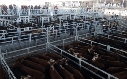 Las subas de la hacienda encuentran otra vez un techo en los mostradores de las carnicerías