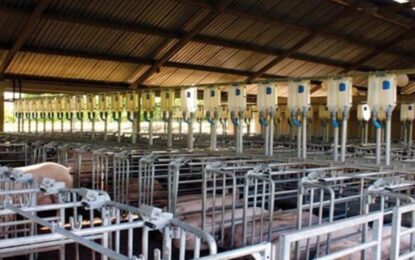 La rentabilidad de la producción porcina cayó a su peor nivel en cuatro años