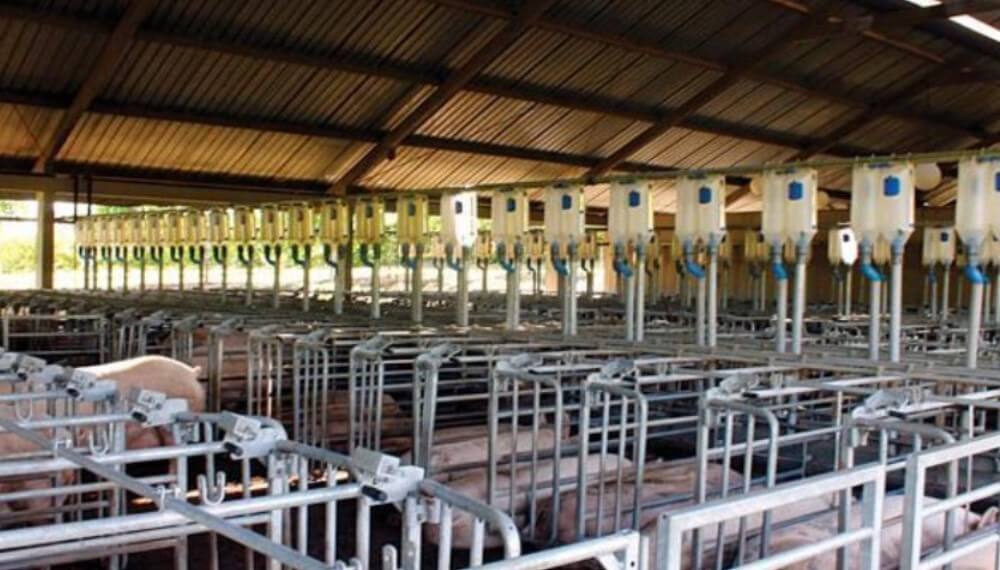 La rentabilidad de la producción porcina cayó a su peor nivel en cuatro años