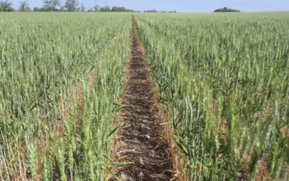 Las lluvias llegaron tarde para el trigo y el girasol, que vuelven a caer en sus proyecciones