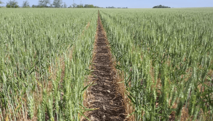 Las lluvias llegaron tarde para el trigo y el girasol, que vuelven a caer en sus proyecciones
