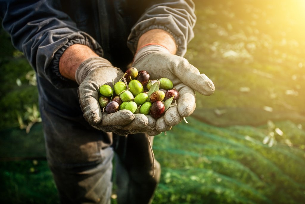 Codiciada por la gastronomía mundial: el asombroso camino de la aceituna argentina