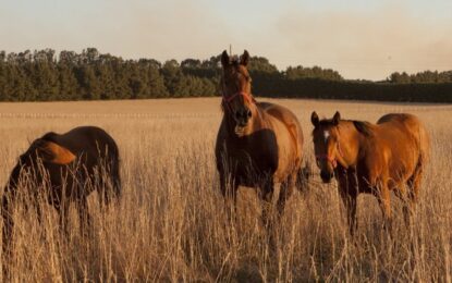 Encefalomielitis Equina: ya son más de 300 los casos y el Senasa busca ampliar la oferta de vacunas