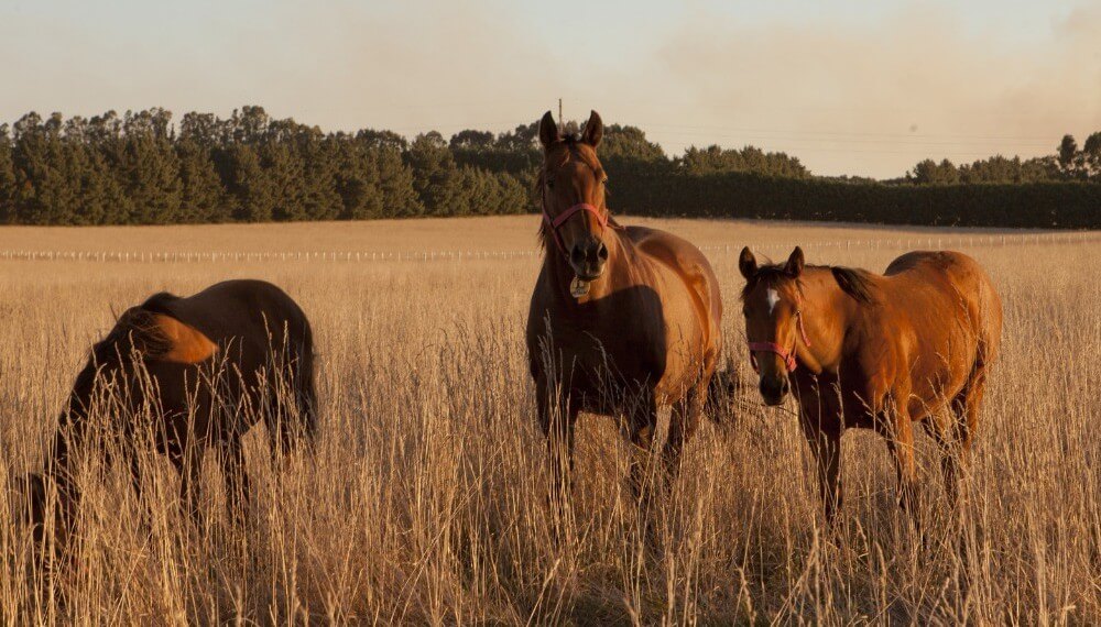 Encefalomielitis Equina: ya son más de 300 los casos y el Senasa busca ampliar la oferta de vacunas