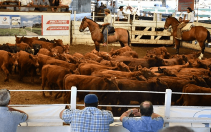 Los feedlots, a la espera de más subas en la hacienda para consumo: ¿cuándo llegaría a los $ 2.000?