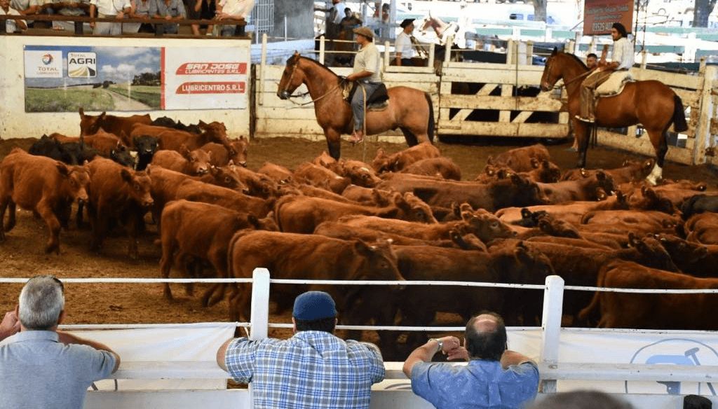 Los feedlots, a la espera de más subas en la hacienda para consumo: ¿cuándo llegaría a los $ 2.000?