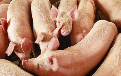 Con nubarrones tanto internos como externos, el cerdo sufre una “tormenta perfecta” en el inicio de 2024