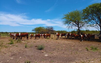 La planificación forrajera, clave para sostener el rodeo ganadero ante los eventos climáticos extremos