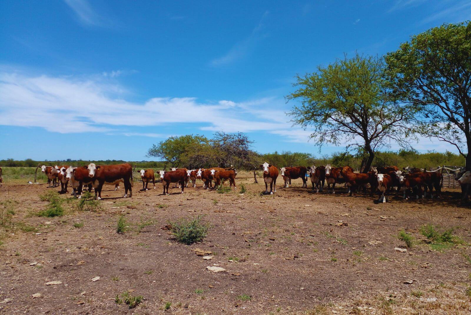 La planificación forrajera, clave para sostener el rodeo ganadero ante los eventos climáticos extremos