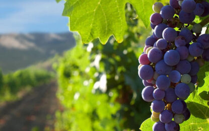 La campaña de la industria del vino contra las retenciones: “Podríamos degradarnos a un commoditie”