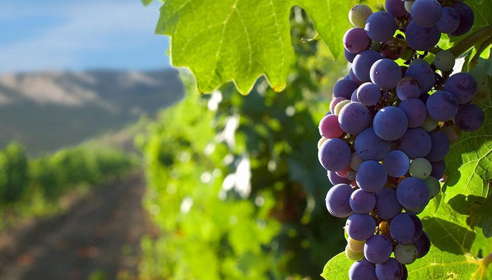 La campaña de la industria del vino contra las retenciones: “Podríamos degradarnos a un commoditie”