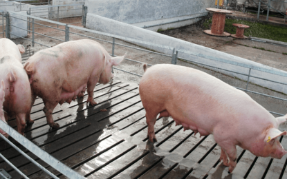 Sanidad animal: aprueban una nueva vacuna que mejora la producción porcina
