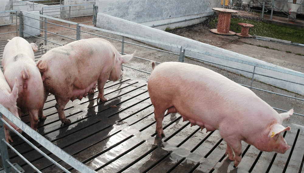 Sanidad animal: aprueban una nueva vacuna que mejora la producción porcina